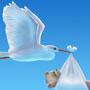 Stork