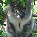 Koala gallery