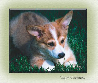 Puppy