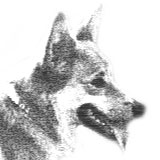 Bosco