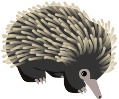 Echidna